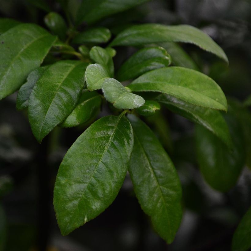 Zierquitte Nivalis - Chaenomeles speciosa (Laub)