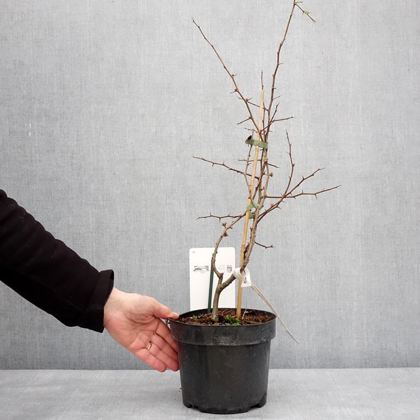 Exemplar von Zierquitte Toyo-Nishiki - Chaenomeles speciosa Topf mit 2L/3LGelieferte Höhe ca. 40/60cm wie im Winter geliefert