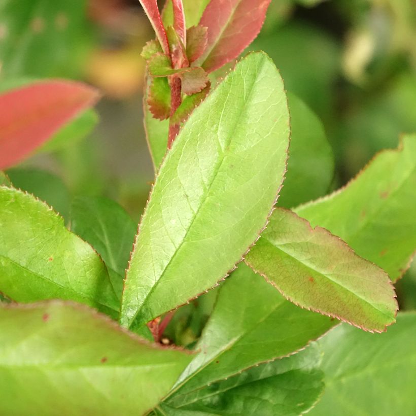 Zierquitte Toyo-Nishiki - Chaenomeles speciosa (Laub)