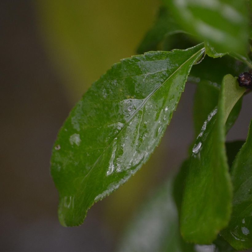 Zierquitte Cameo - Chaenomeles superba (Laub)