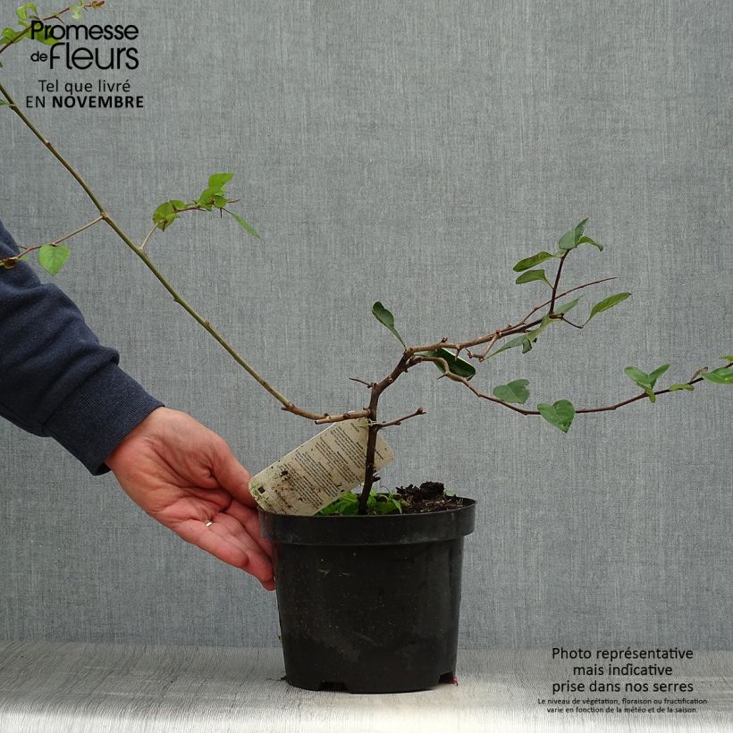 Exemplar von Cognassier du Japon - Chaenomeles x superba Etna Pot de 2L/3L wie im Herbst geliefert