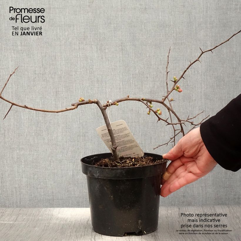 Exemplar von Cognassier du Japon - Chaenomeles x superba Etna Pot de 2L/3L wie im Winter geliefert