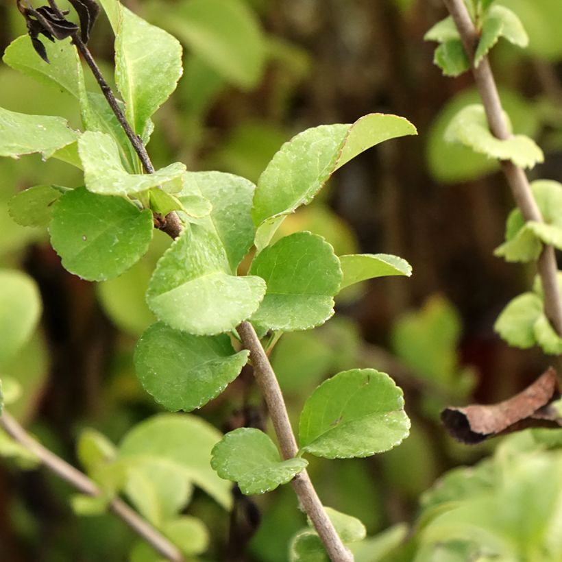 Zierquitte Salmon Horizon - Chaenomeles superba (Laub)