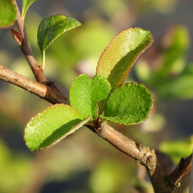 Zierquitte Texas Scarlet - Chaenomeles superba (Laub)