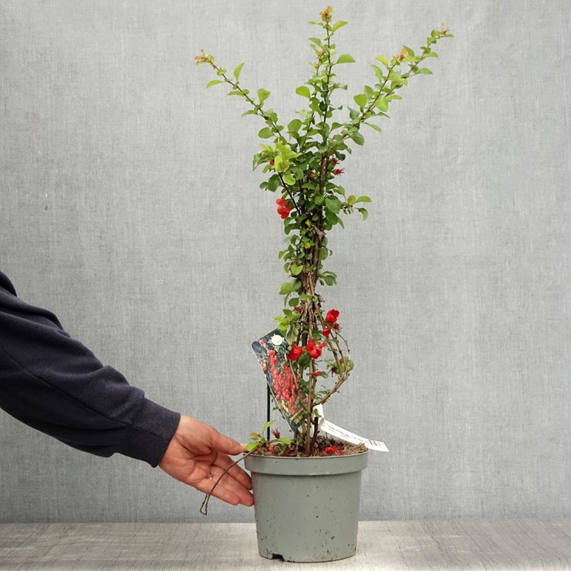 Exemplar von Japanische Zierquitte Cido Red - Chaenomeles japonica wie im Frühjahr geliefert