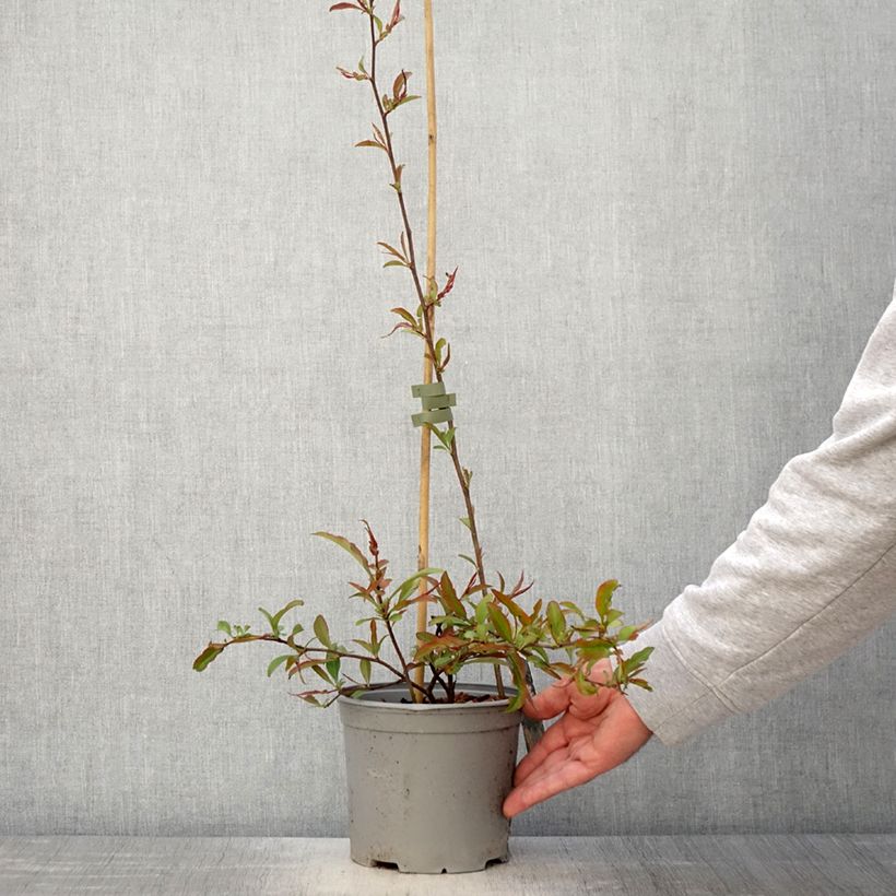 Exemplar von Cognassier du Japon Flocon Rose - Chaenomeles speciosa - Pot de 3L/4L wie im Frühjahr geliefert