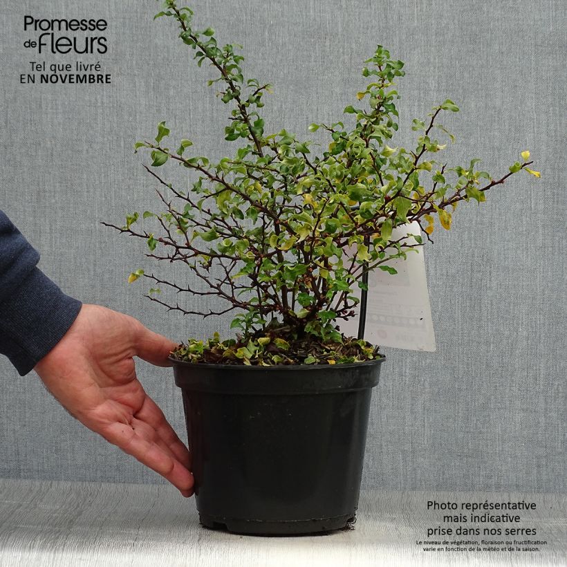 Exemplar von Cognassier du Japon Red Joy - Chaenomeles superba  Pot de 2L/3L wie im Herbst geliefert