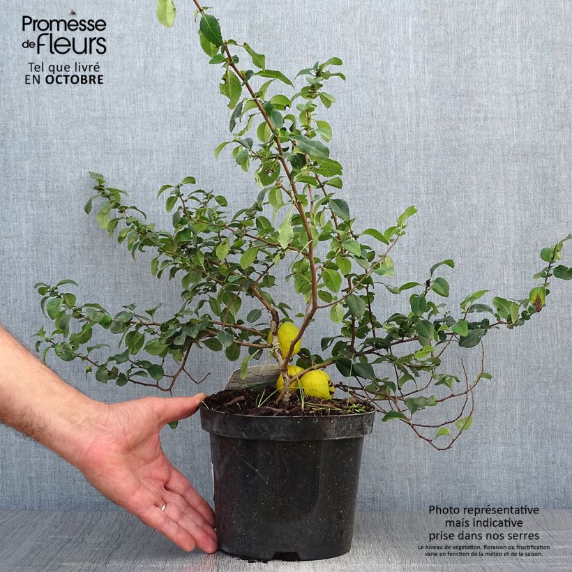 Exemplar von Cognassier du Japon Sargentii - Chaenomeles japonica Pot de 3L/4L wie im Herbst geliefert