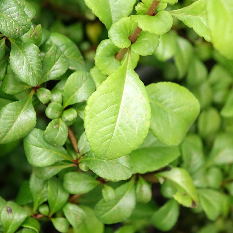 Japanische Zierquitte Sargentii - Chaenomeles japonica (Laub)