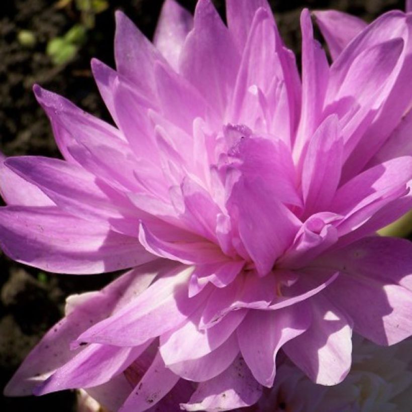 Colchicum Waterlily - Herbstzeitlose (Blüte)