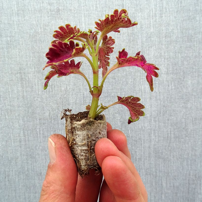 Exemplar von Coleus Vulcan - Buntnessel Mini-Plug Ø 3/4 cm wie im Frühjahr geliefert