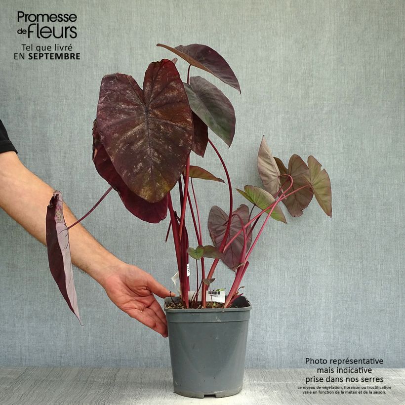 Exemplar von Colocasia Black magic - Taro wie im Herbst geliefert