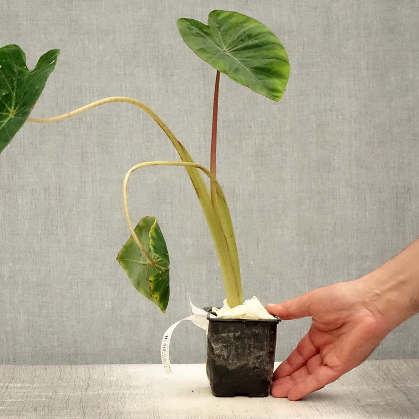 Exemplar von Colocasia Pink China - Oreille d'Eléphant - Godet de 8/9 cm wie im Sommer geliefert