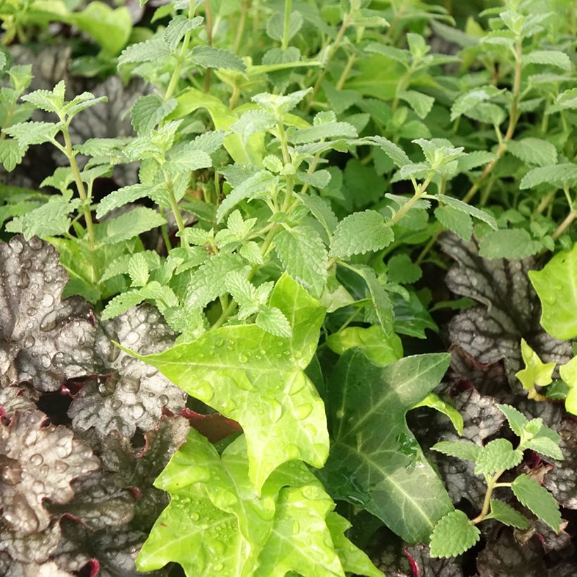 Herbstbrise - Zusammensetzung aus 3 Pflanzen (Laub)