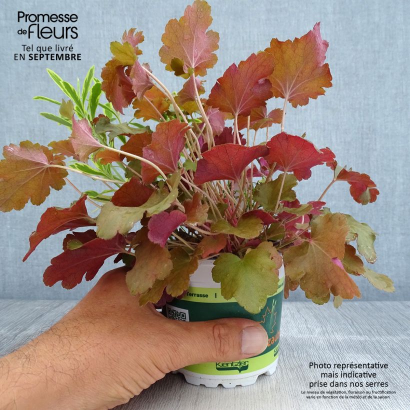 Exemplar von Composition Hidden Treasure - composition de 3 plantes Pot de 12 cm wie im Herbst geliefert