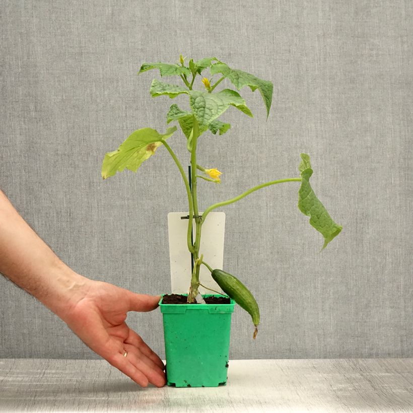 Exemplar von Concombre Bella en plants GREFFES en pot  Pot de 10,5 cm wie im Frühjahr geliefert