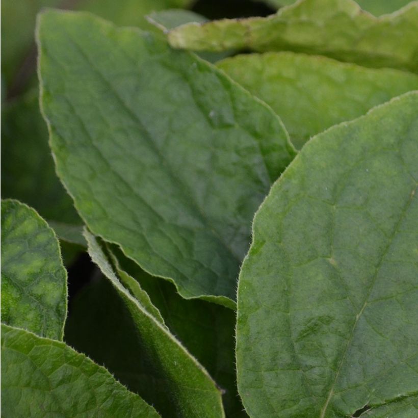 Kleiner Kaukasus-Beinwell - Symphytum grandiflorum (Laub)