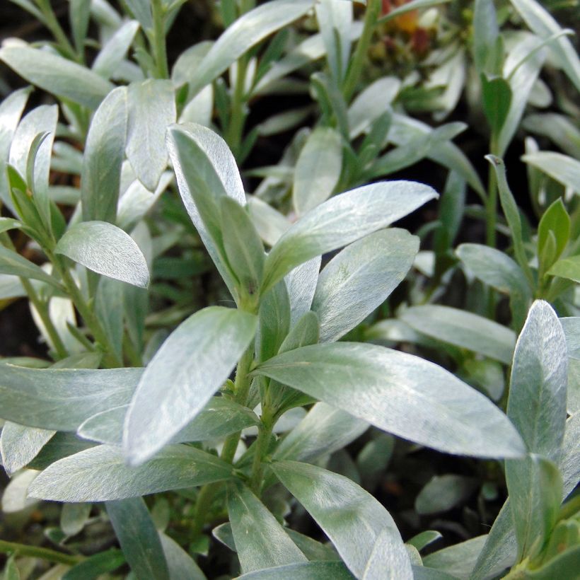 Convolvulus cneorum - Brennende Winde (Laub)