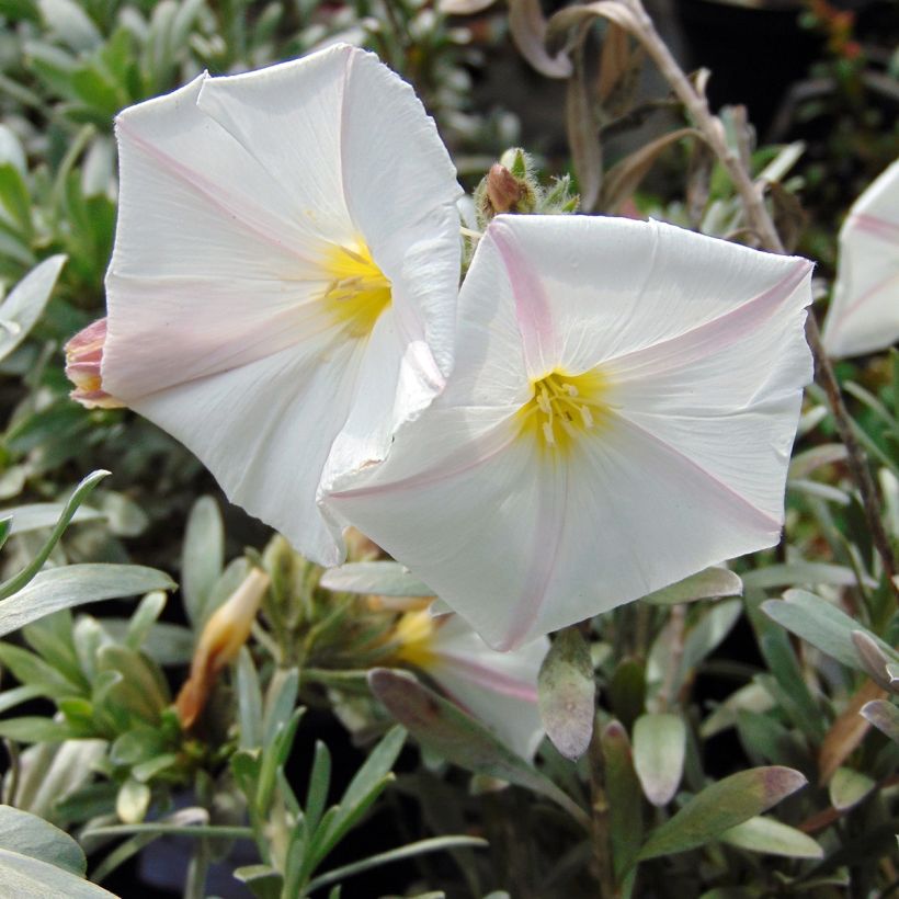 Convolvulus cneorum - Brennende Winde (Blüte)