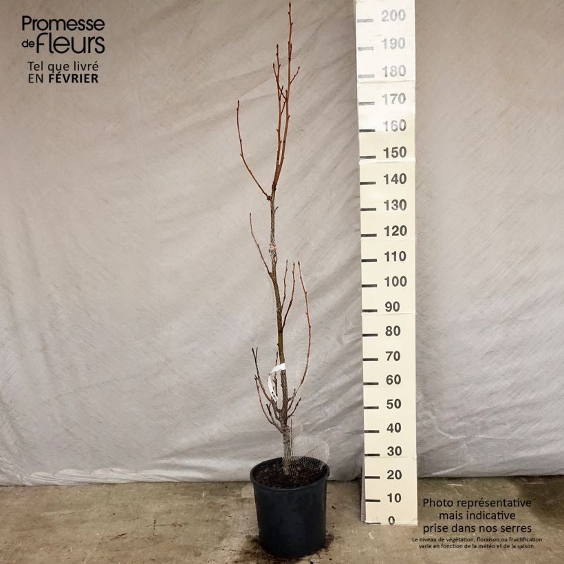 Exemplar von Copalme d'Amérique - Liquidambar styracyflua Stella Pot de 18L/20L wie im Winter geliefert