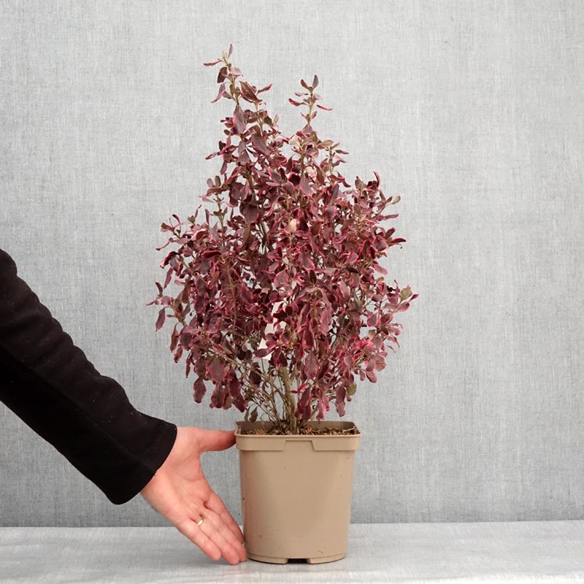 Exemplar von Coprosma repens Eclipse - Pot de 3L/4L wie im Winter geliefert