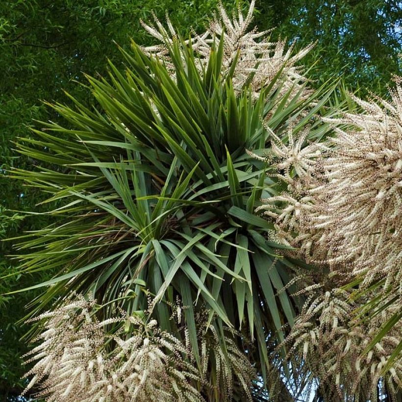 Cordyline australis - Keulenlilie (Laub)