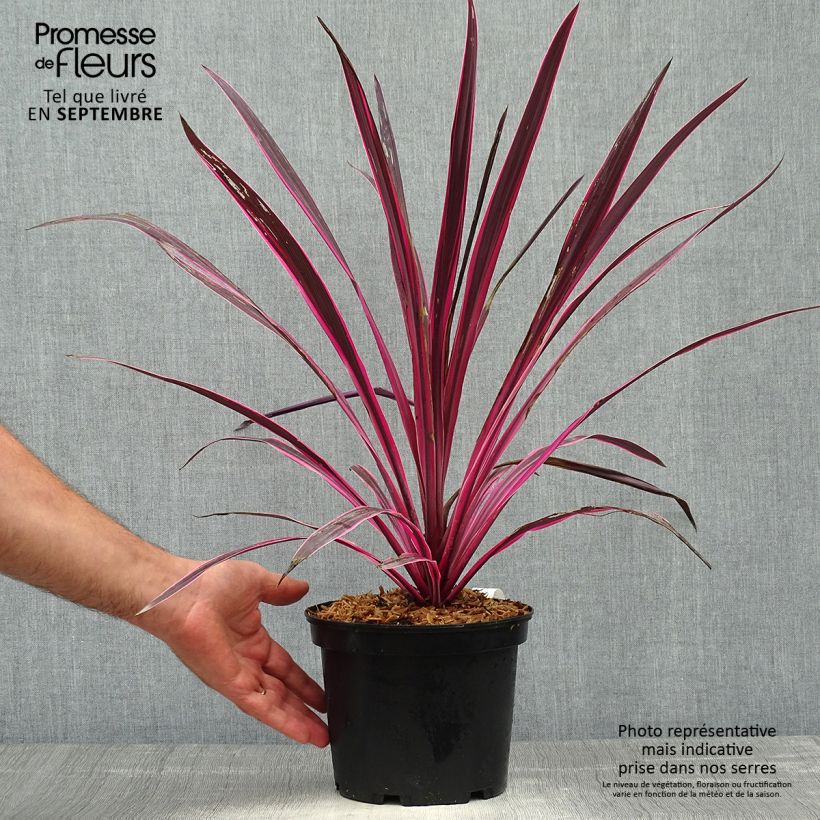 Exemplar von Cordyline australis Pink passion - Keulenlilie wie im Herbst geliefert