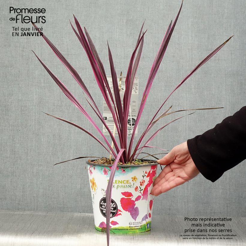 Exemplar von Cordyline australis Pink passion - Keulenlilie wie im Winter geliefert