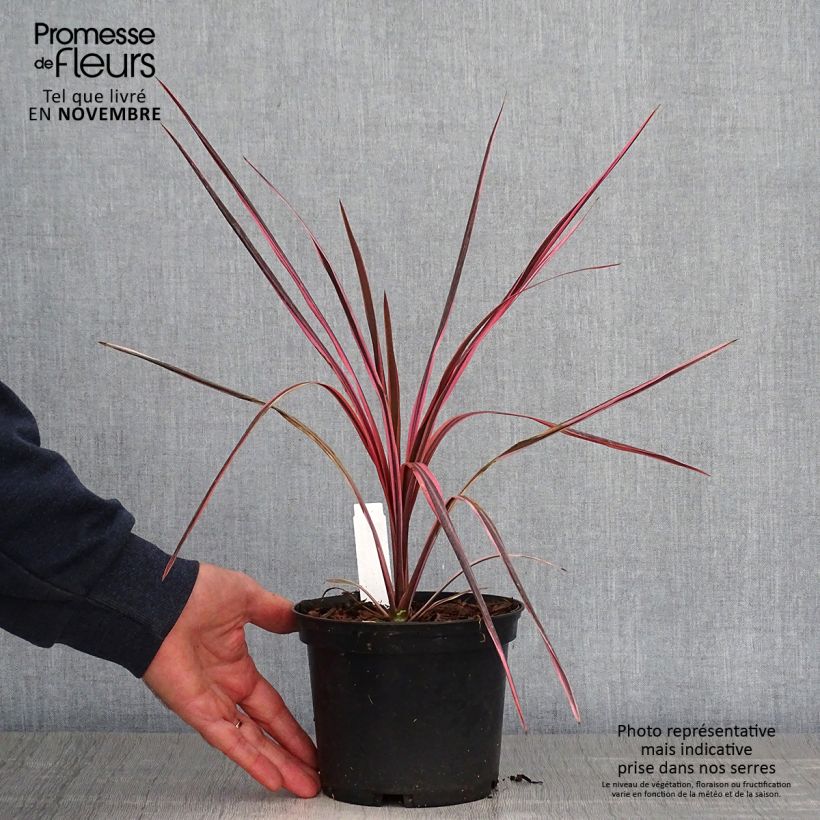 Exemplar von Cordyline australis Southern Splendour - Keulenlilie wie im Herbst geliefert