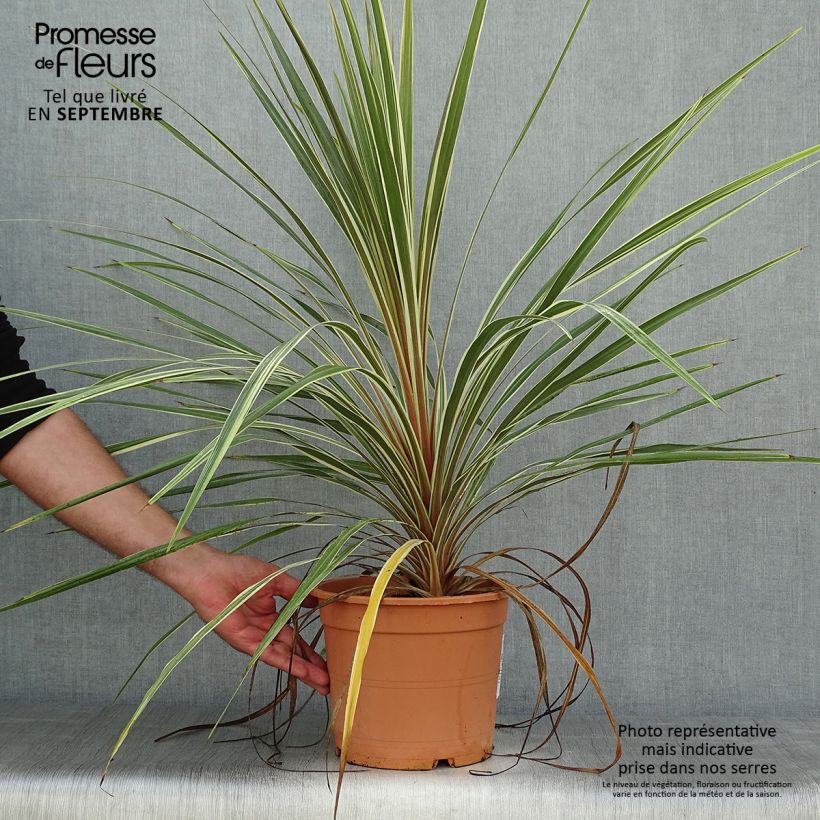 Exemplar von Cordyline australis Torbay Dazzler - Keulenlilie wie im Herbst geliefert