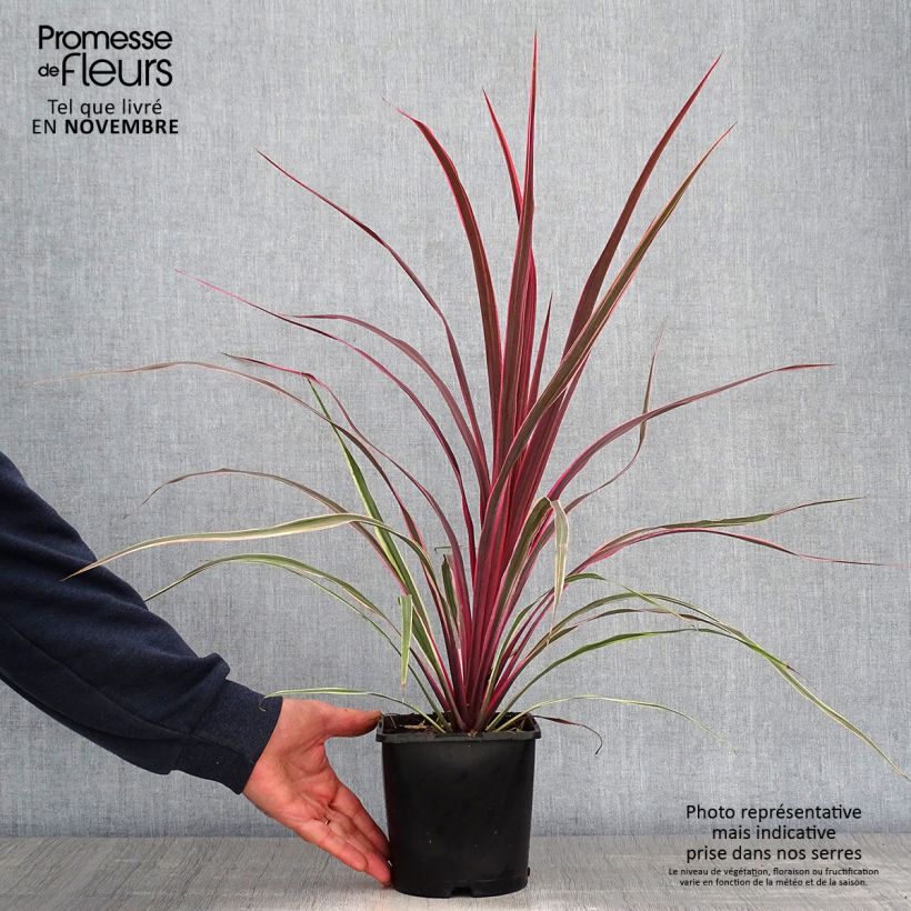 Exemplar von Cordyline banksii Can Can - Keulenlilie wie im Herbst geliefert