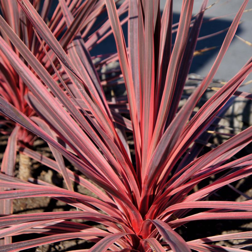 Cordyline australis Charlie boy - Keulenlilie (Laub)