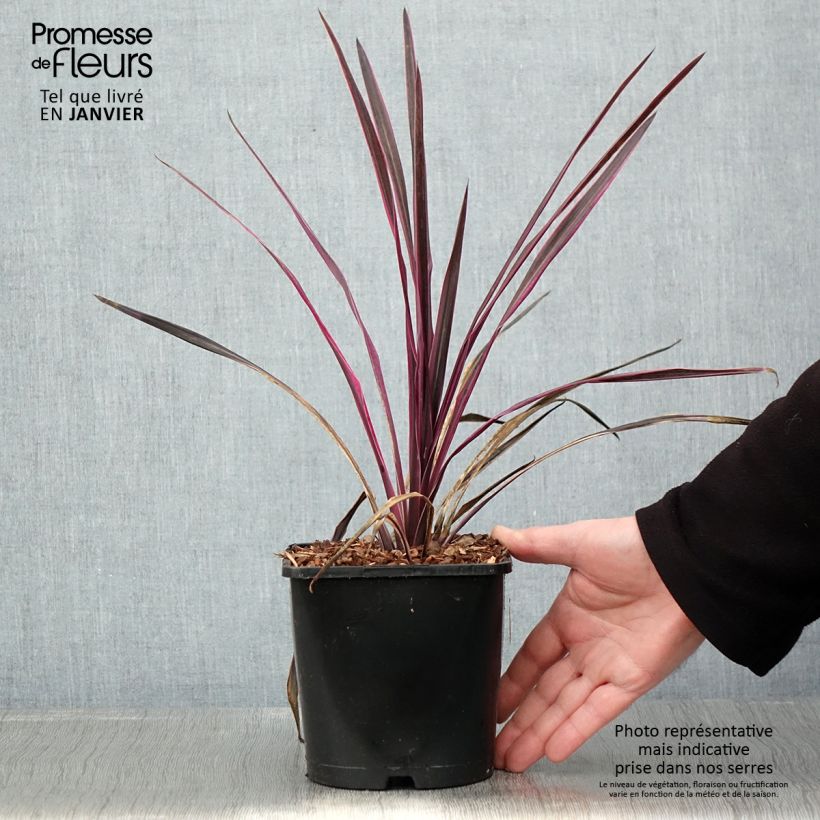 Exemplar von Cordyline Paso Doble - Keulenlilie wie im Winter geliefert