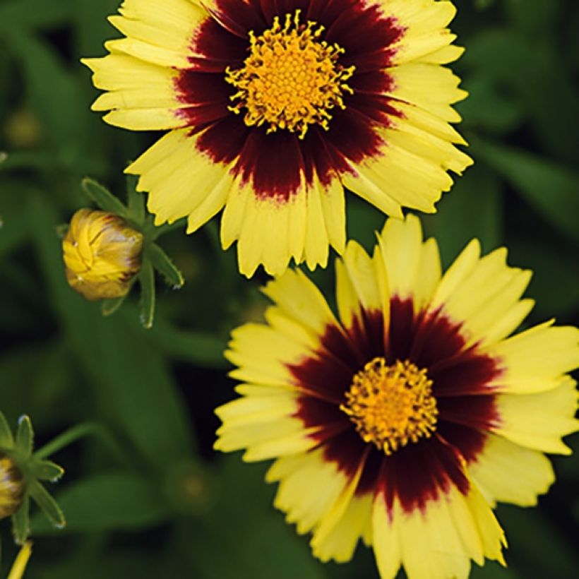 Mädchenauge Uptick Yellow and Red - Coreopsis (Blüte)