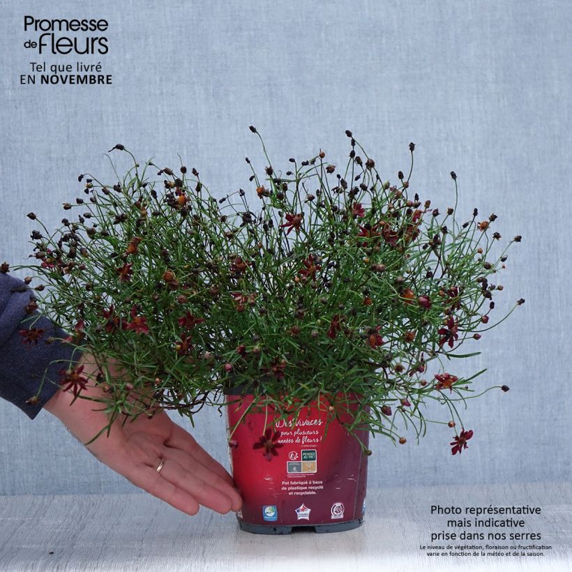 Exemplar von Mädchenauge Limerock ruby - Coreopsis rosea wie im Herbst geliefert