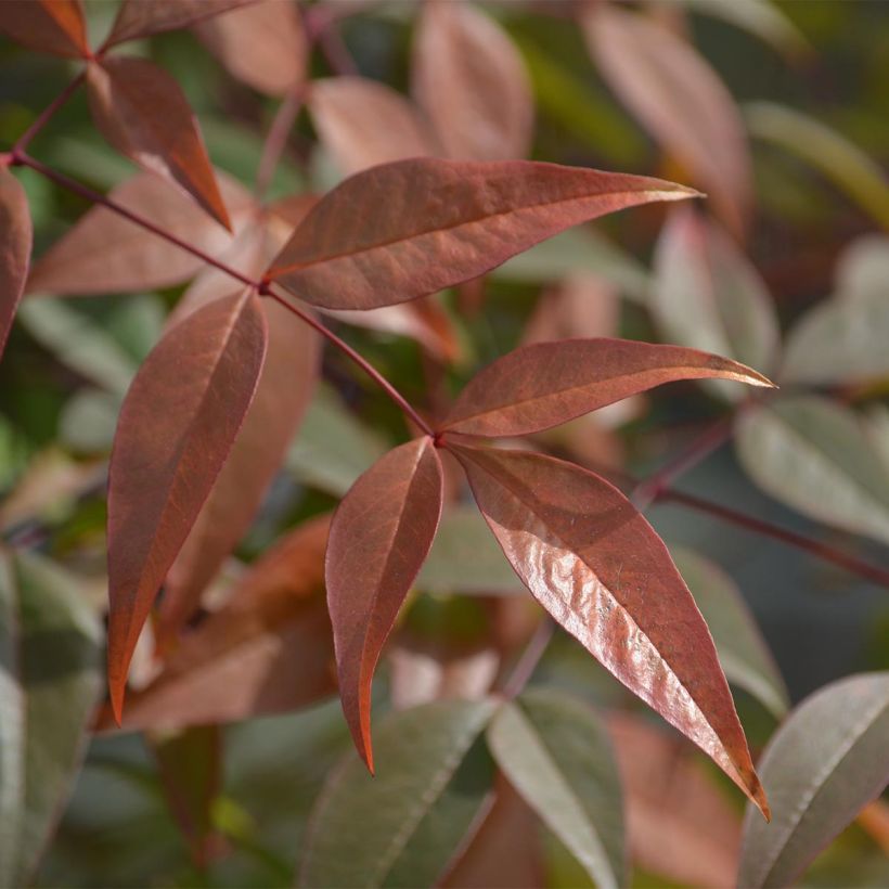 Cornus alba Kesselringii - Tatarischer Hartriegel (Laub)