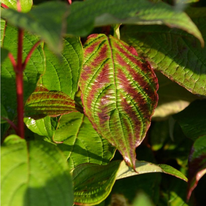 Cornus alba Siberian Pearls - Tatarischer Hartriegel (Laub)