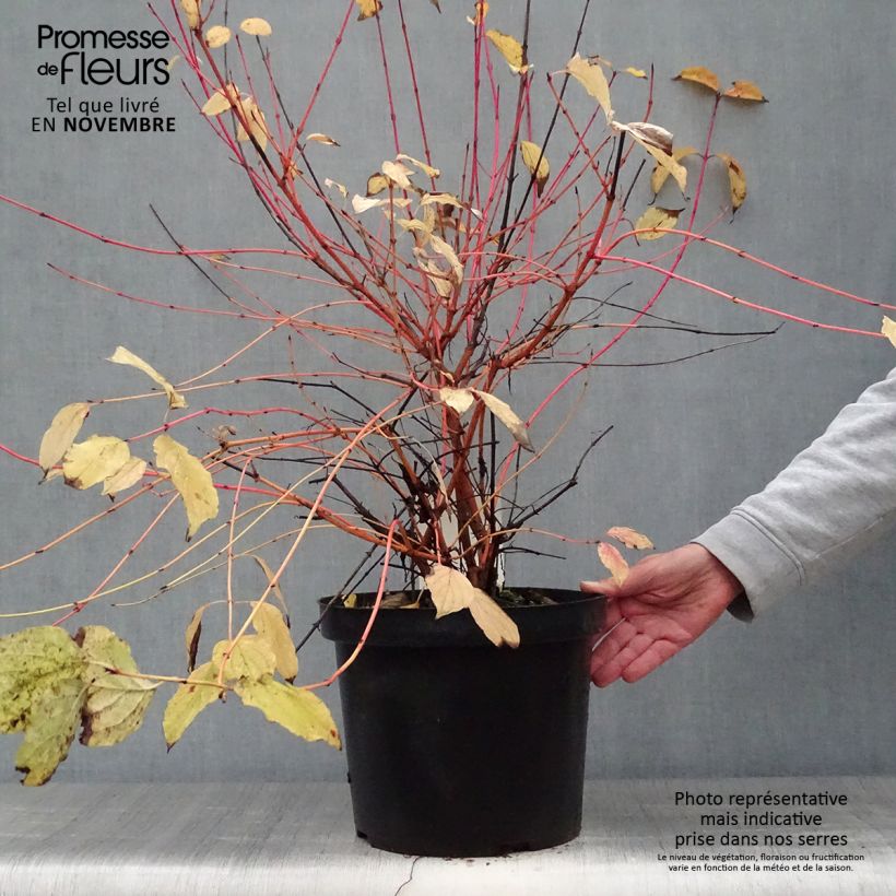 Exemplar von Roter Hartriegel Anny's Winter Orange - Cornus sanguinea wie im Herbst geliefert