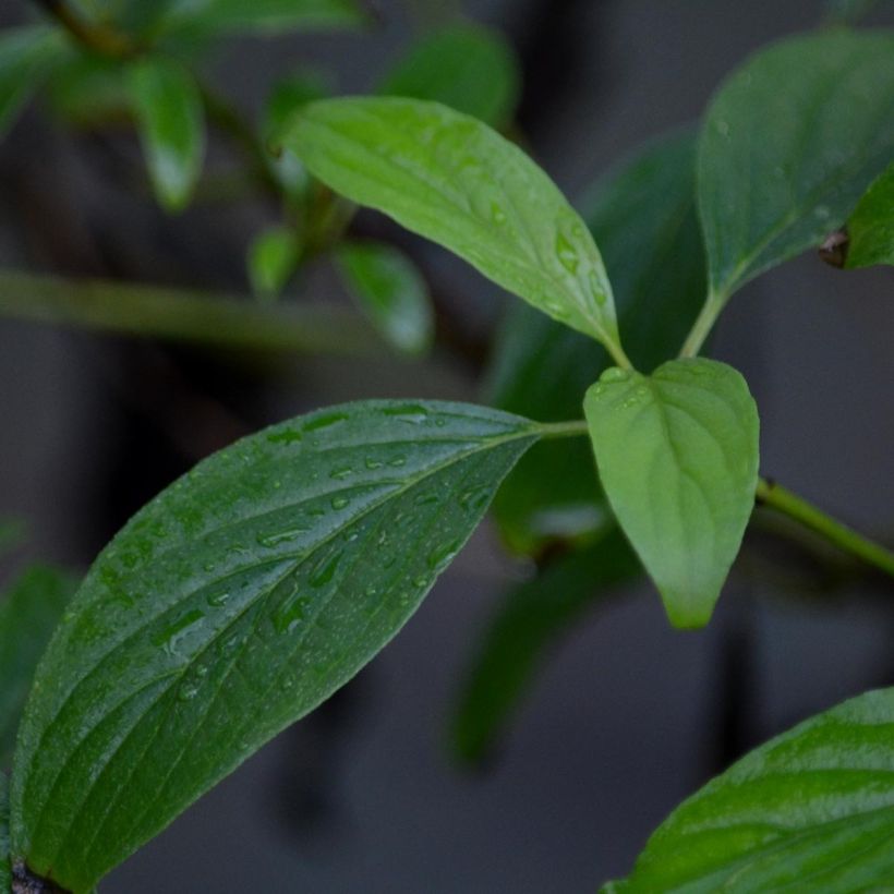 Seidige Hartriegel Kelseyi - Cornus sericea (Laub)