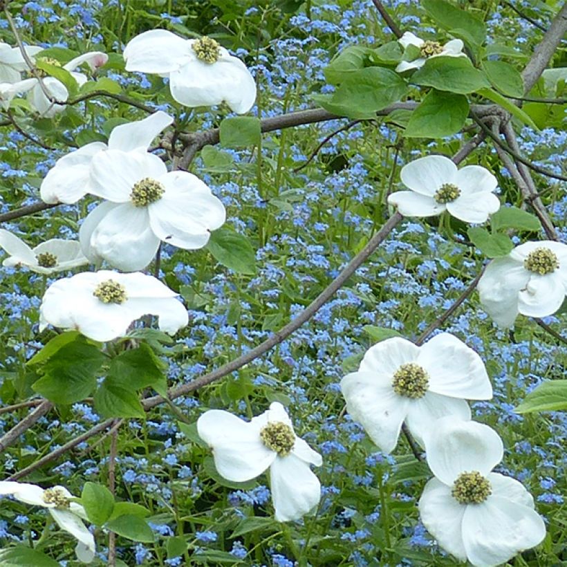 Nuttalls Blüten-Hartriegel Ascona - Cornus nuttallii (Blüte)