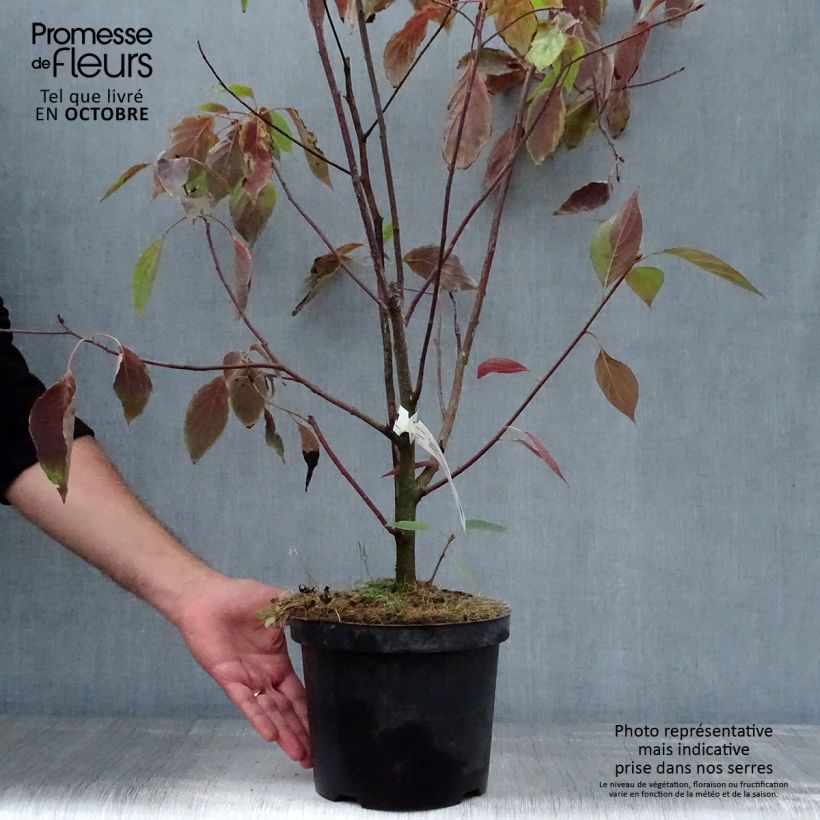 Exemplar von Benthams Hartriegel - Cornus controversa wie im Herbst geliefert