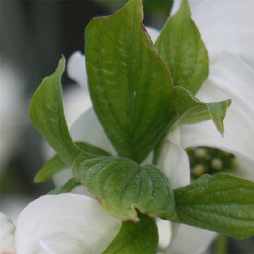 Amerikanischer Blumen-Hartriegel Cloud Nine - Cornus florida (Laub)