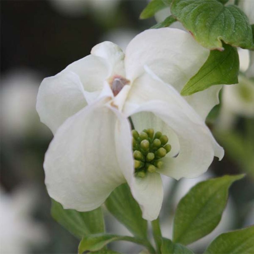 Amerikanischer Blumen-Hartriegel Cloud Nine - Cornus florida (Blüte)