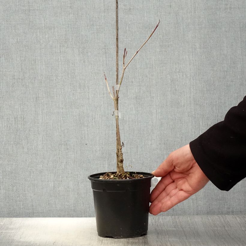 Exemplar von Japanischer Blumen-Hartriegel Flower Tower - Cornus kousa wie im Frühjahr geliefert