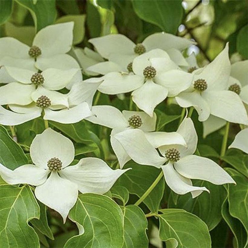 Japanischer Blumen-Hartriegel Roberts Select - Cornus kousa (Blüte)