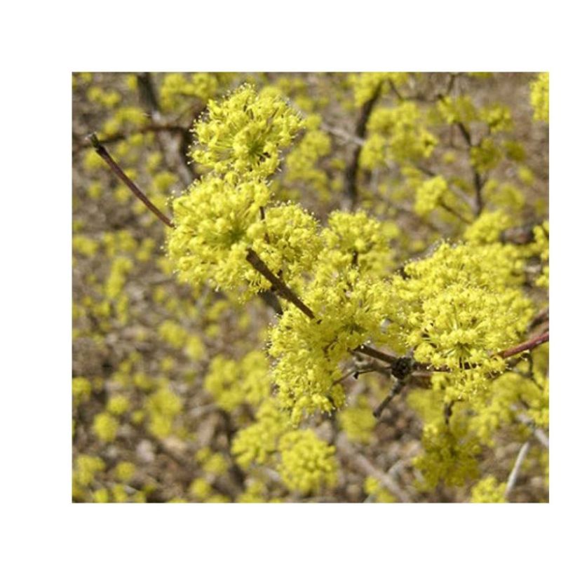 Kornelkirsche Kasanlak - Cornus mas (Blüte)