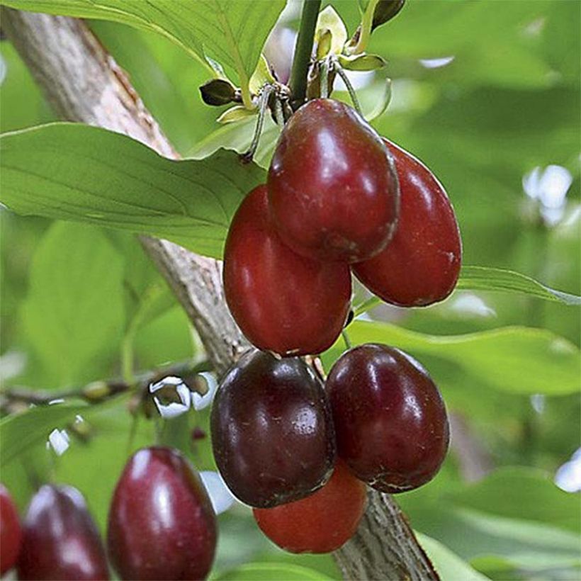 Kornelkirsche Schönbrunner Gourmet Dirndl - Cornus mas (Ernte)