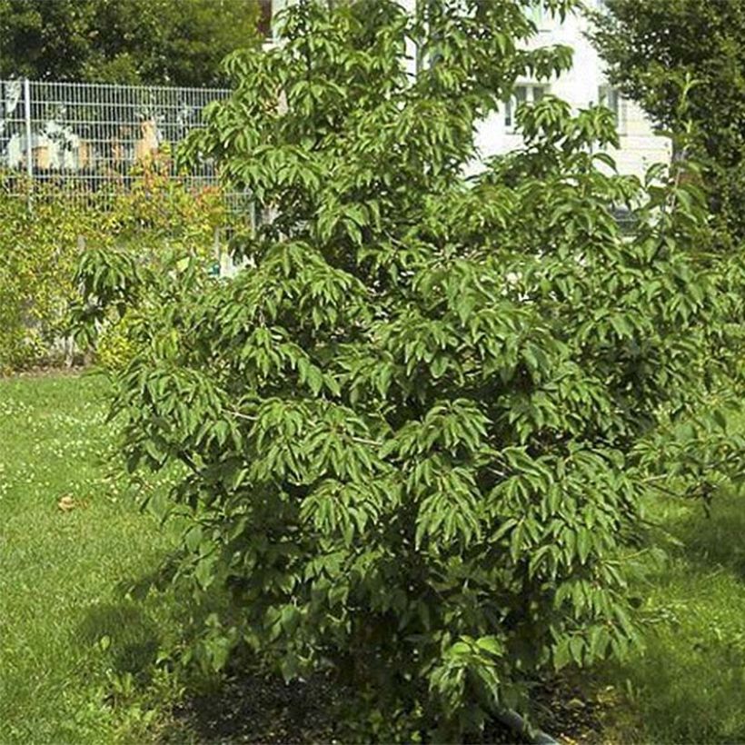 Kornelkirsche Schönbrunner Gourmet Dirndl - Cornus mas (Laub)