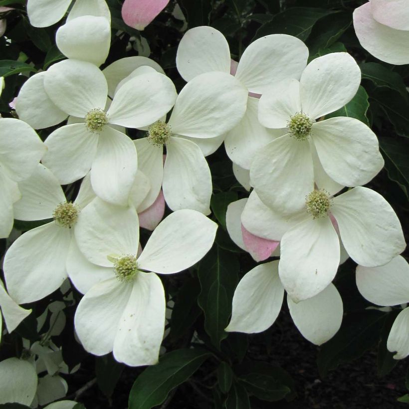 Japanischer Blumen-Hartriegel Norman Hadden - Cornus kousa (Blüte)