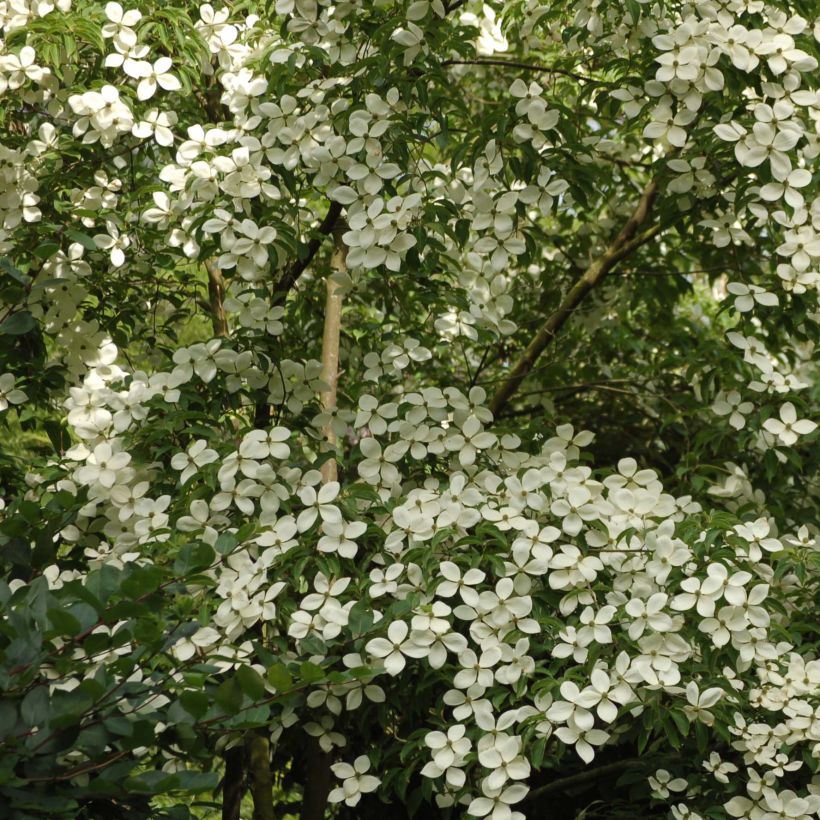 Japanischer Blumen-Hartriegel Norman Hadden - Cornus kousa (Hafen)